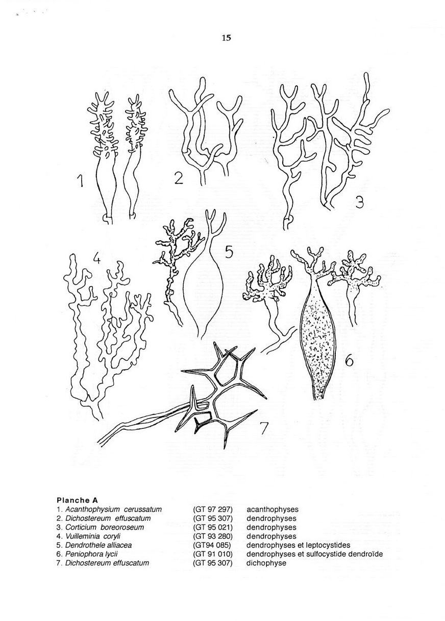 Strutture microscopiche degli Aphyllophorales